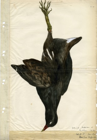 Moorhen