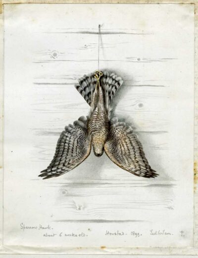 Nature-Notebook_Sparrow-Hawk-p134a